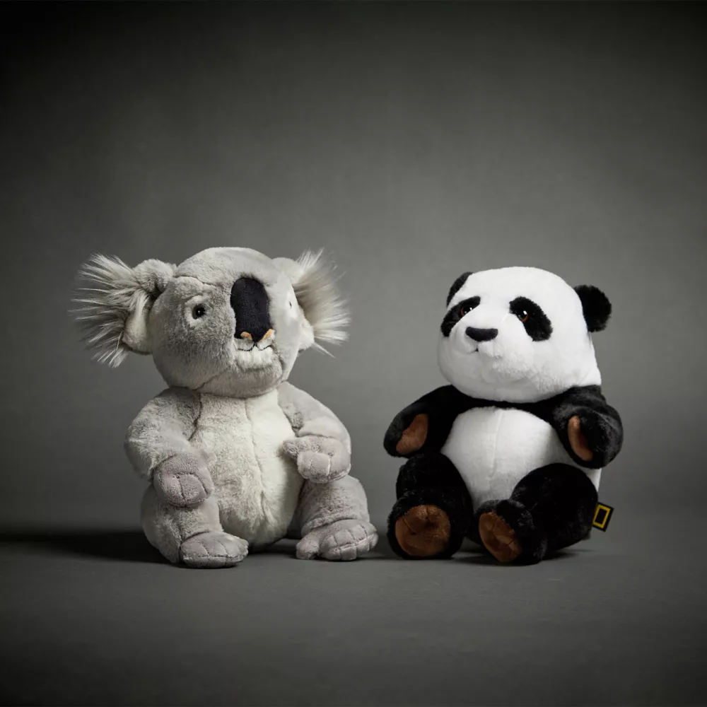 National Geographic Peluche Moyenne Bébé Koala 4 National Geographic Peluche Moyenne Bébé Koala – Image 2